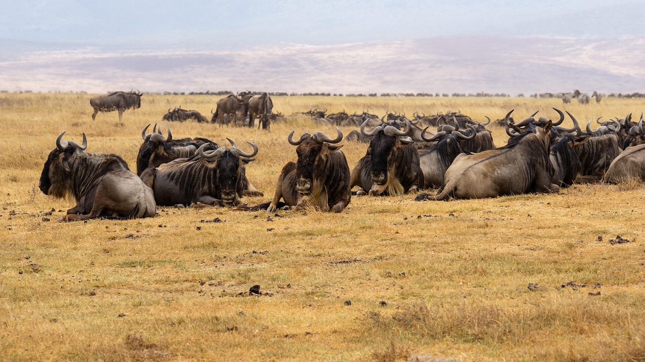 6 day tarangire and lake manyara safari